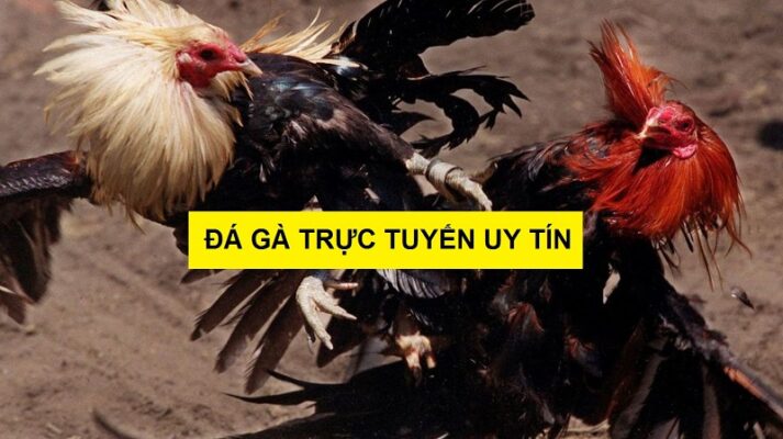 Trang đá gà online trực tiếp uy tín - New88 có ưu điểm gì nổi bật? 3 da ga online truc tiep 2