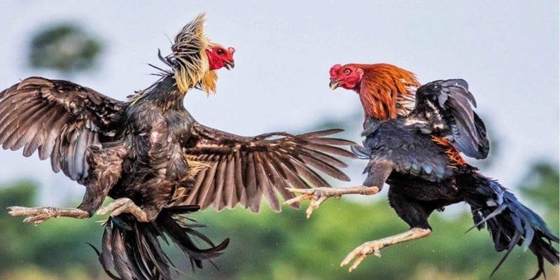 Mãn Nhãn Cùng Các Trận Đá Gà Cựa Sắt Đẳng Cấp Tại New88 2 Quy luật chọi gà cơ bản